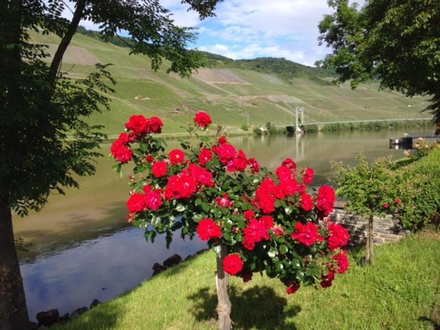 Отель Ferien-Wein-Gut Keifer Бернкастель-Кюс Экстерьер фото